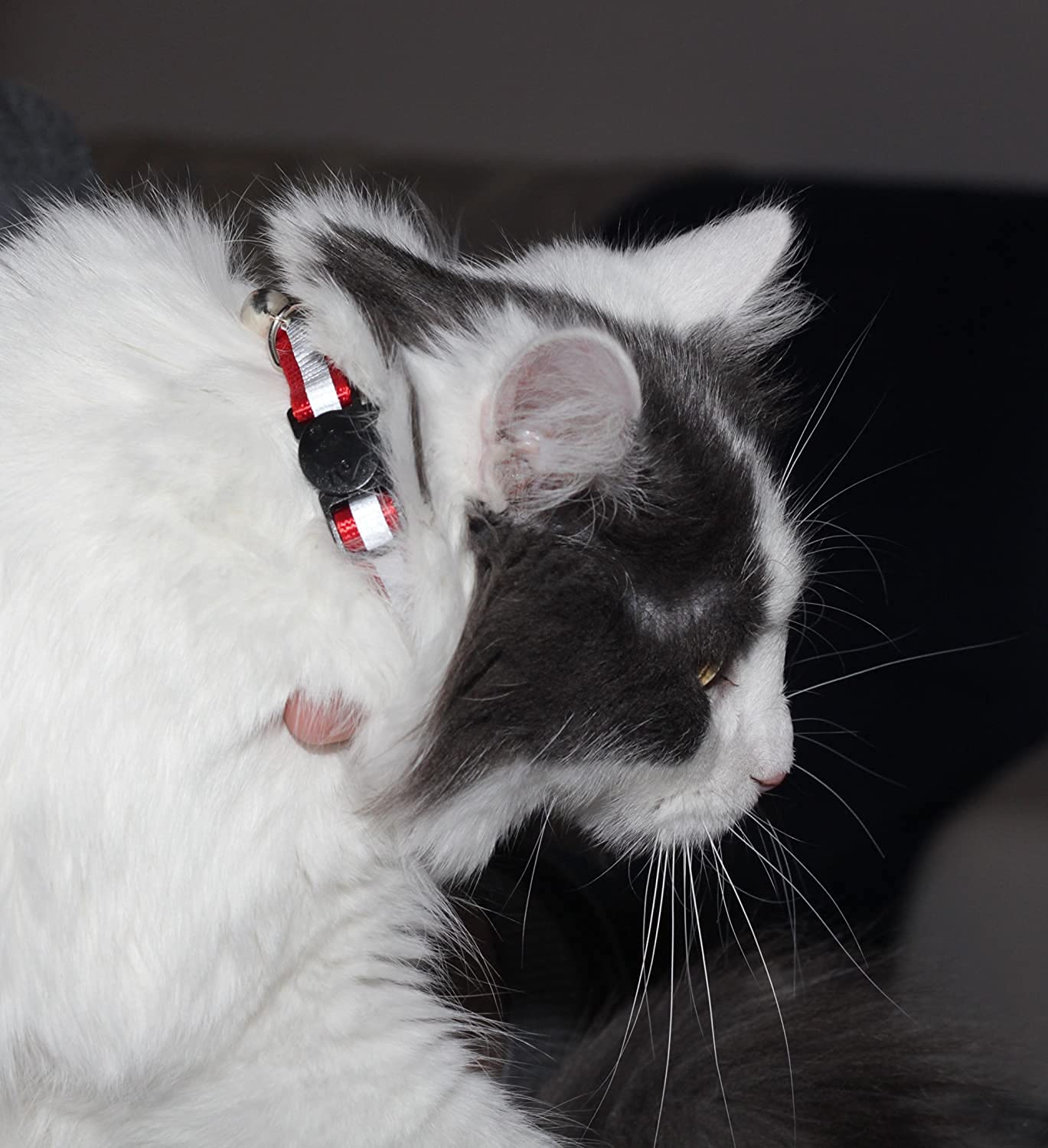 Bemix Pets collier chat reflectif nuit, visibilité élevée lors des sorties crépusculaires.