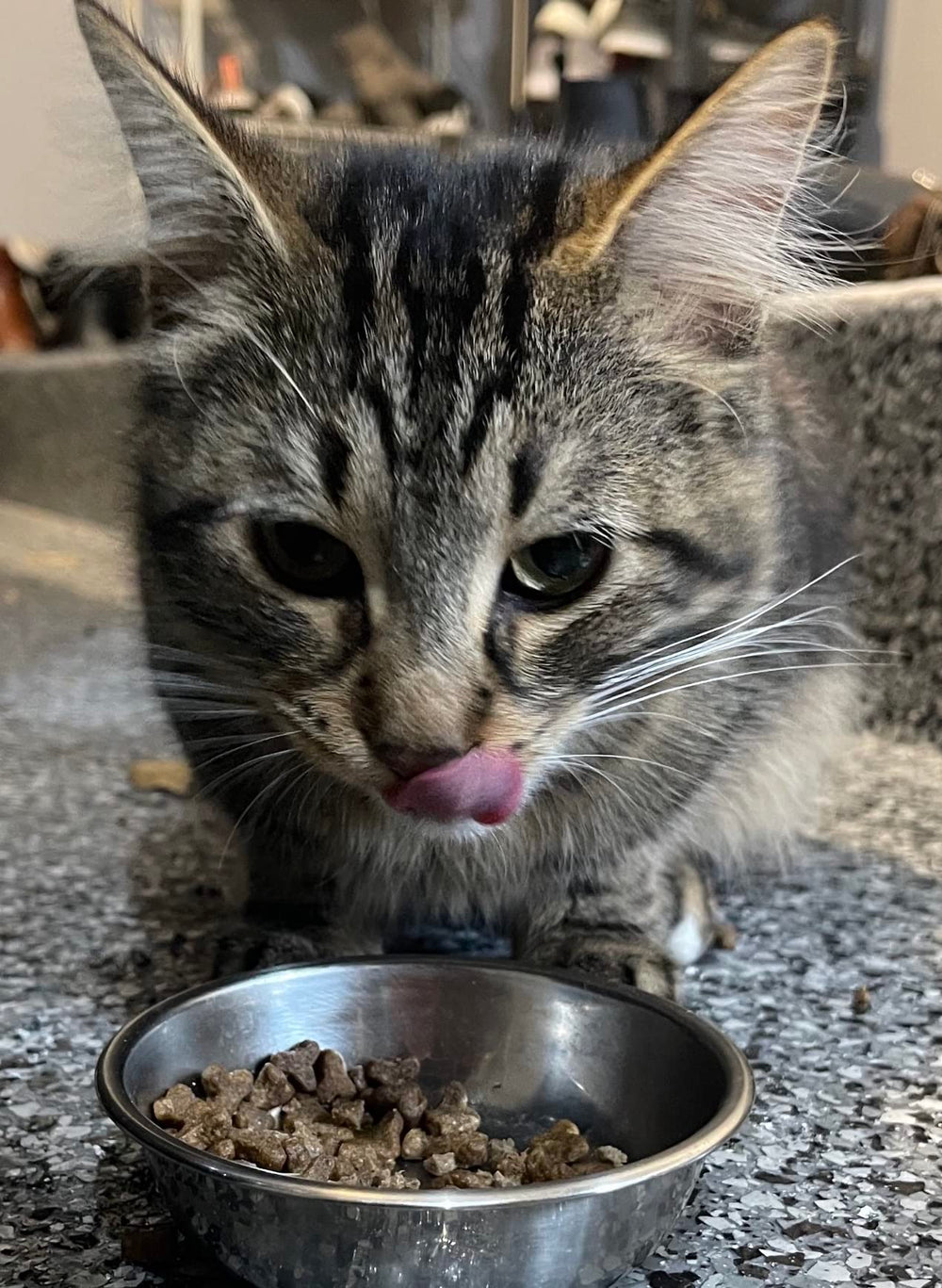 Bench & Field ingrédients naturels alfalfa et quinoa, apport nutritif pour chats.