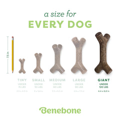 Benebone Bacon Stick, fabriqué aux États‑Unis, qualité et traçabilité.