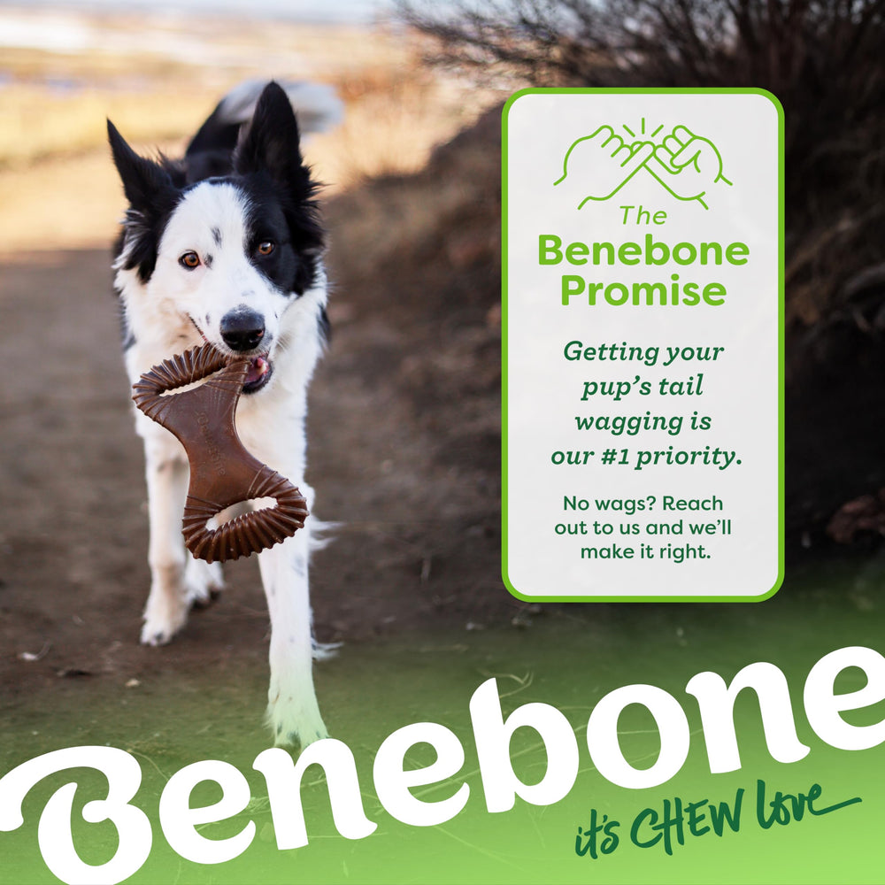 Benebone – version petit idéale pour chiens de petite à moyenne taille.