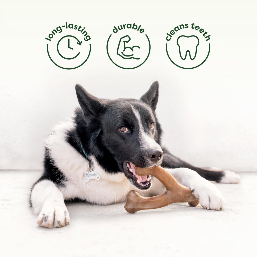 Duo Benebone: deux jouets chien dans un seul pack pour varier les plaisirs.