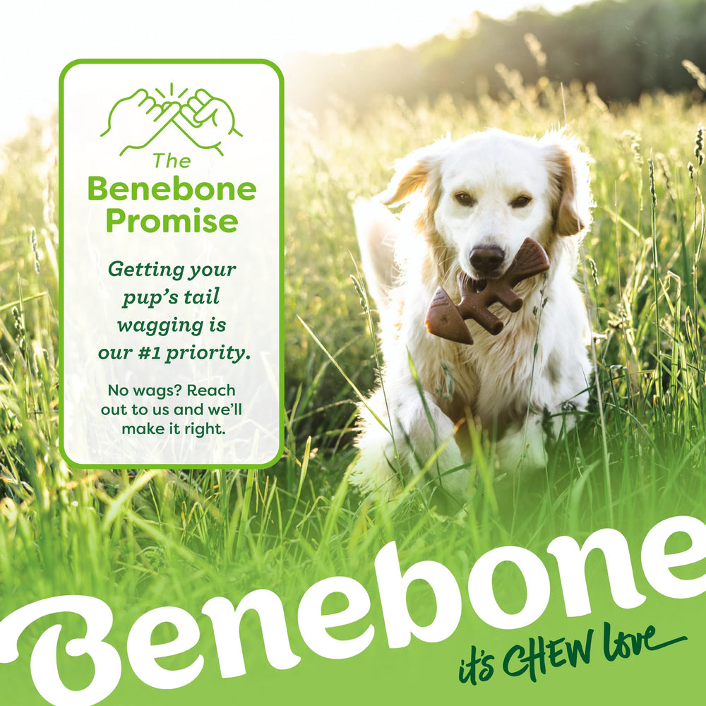 Benebone pour grignotage puissant – contrôle et stimulation mentale possible