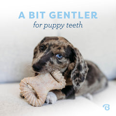 Benebone Puppy 2-Pack mastic-dentaire dents-douces, idéal pour chiots en dentition