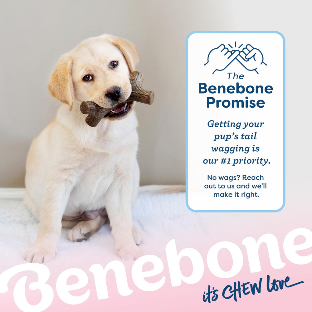 Benebone Puppy Maplestick – surveillez l’usure et remplacez si nécessaire pour la sécurité.