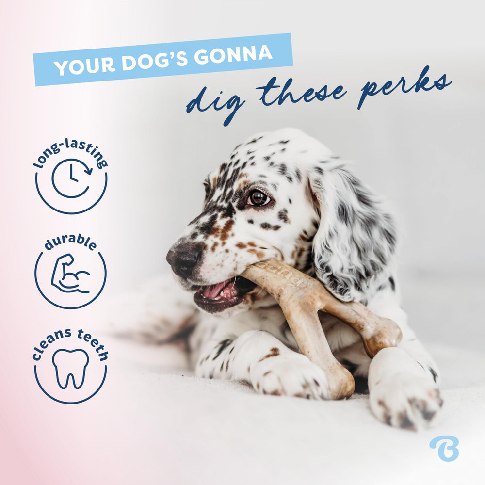 Benebone Puppy 4-Pack massage-gencives pendant les morsures, sensation apaisante.
