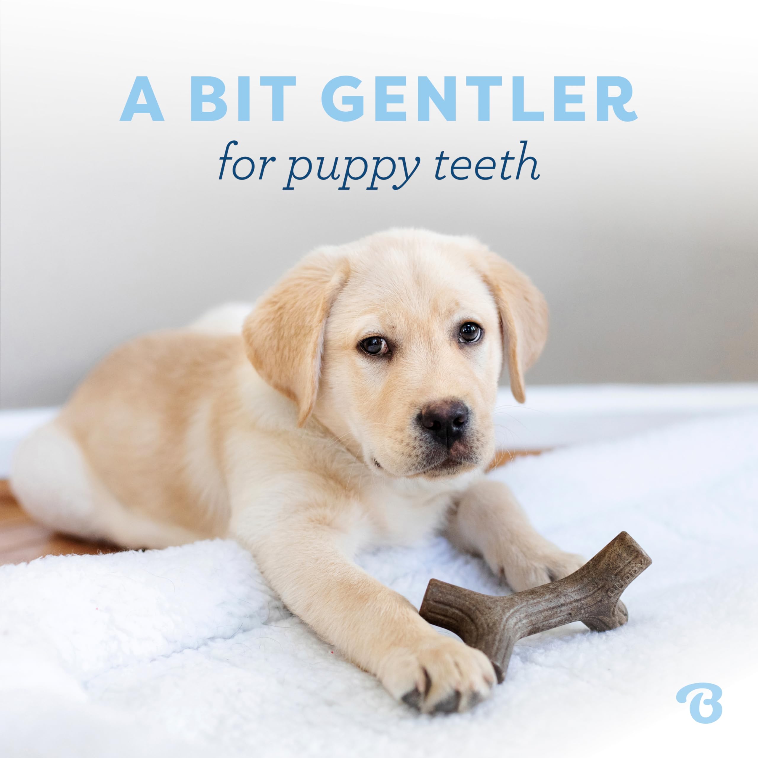Benebone Puppy Zaggler – bacon réel, arôme attractif pour chiots actifs.