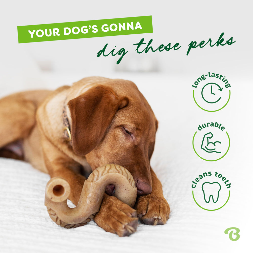 Benebone Tiny lot de 2 prise-mordillage facile pour chiens actifs.