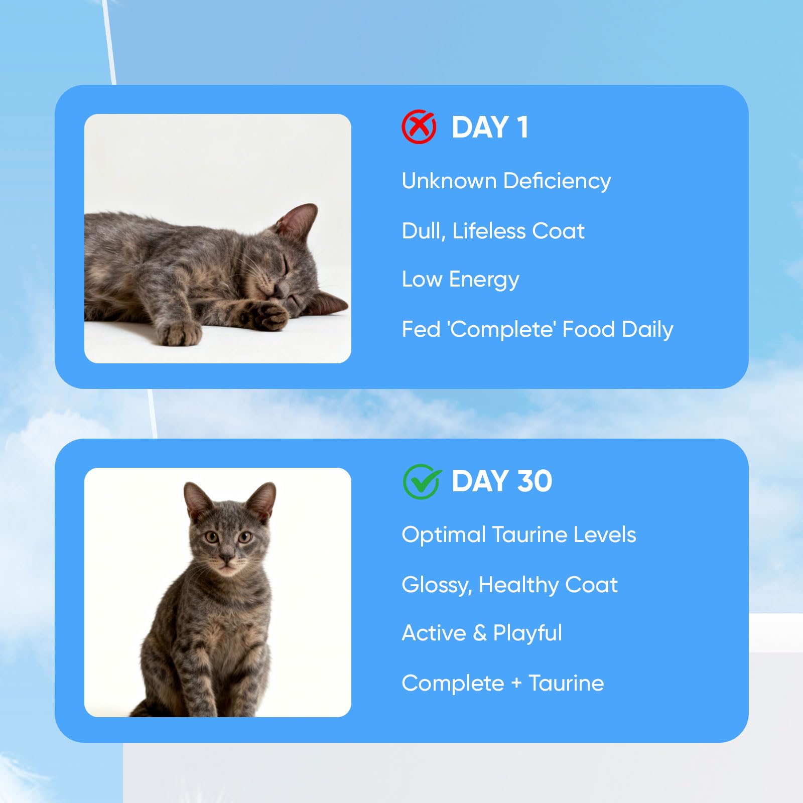 KittySupps Taurine BERSEG mélangé à une nourriture sèche, énergie quotidienne potentielle.