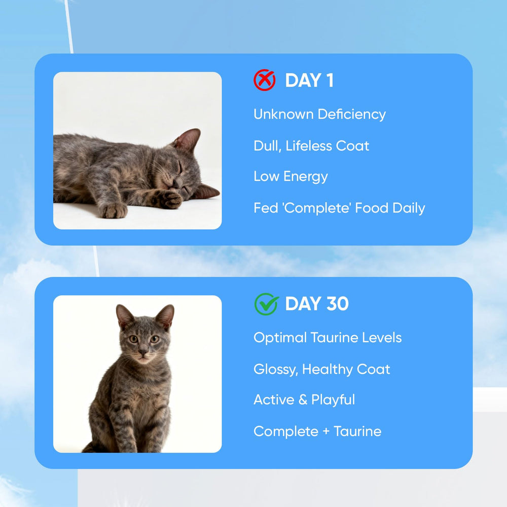 KittySupps Taurine BERSEG mélangé à une nourriture sèche, énergie quotidienne potentielle.
