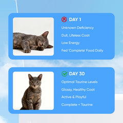 KittySupps Taurine BERSEG mélangé à une nourriture sèche, énergie quotidienne potentielle.