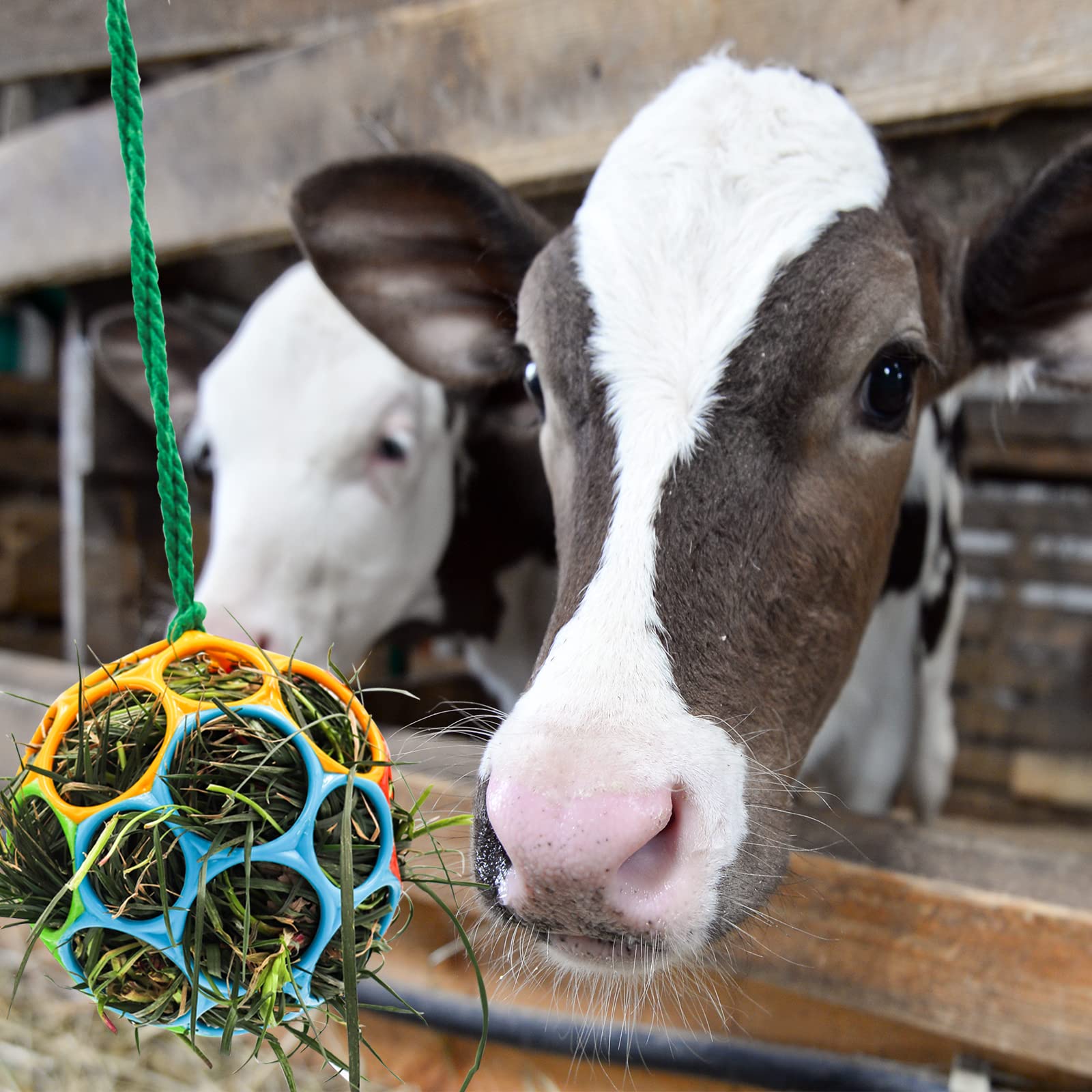 Balle pour forage Besimple adaptée pour cheval et chèvre, accrochée dans l’enclos.