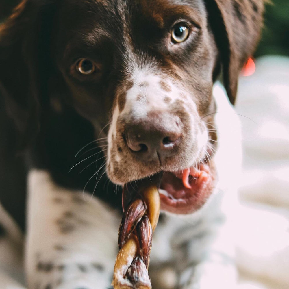 Best Bully Sticks: alternative sans cuir et sans céréales, friandise sûre pour grands chiens.