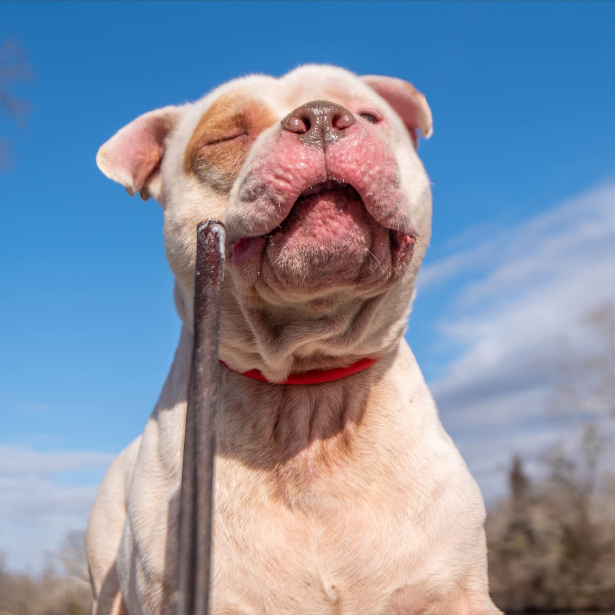 Best Bully Sticks - baton-collagène, produit sûr, inspection et conditionné aux États-Unis.