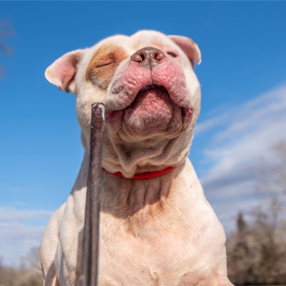 Best Bully Sticks - baton-collagène, produit sûr, inspection et conditionné aux États-Unis.