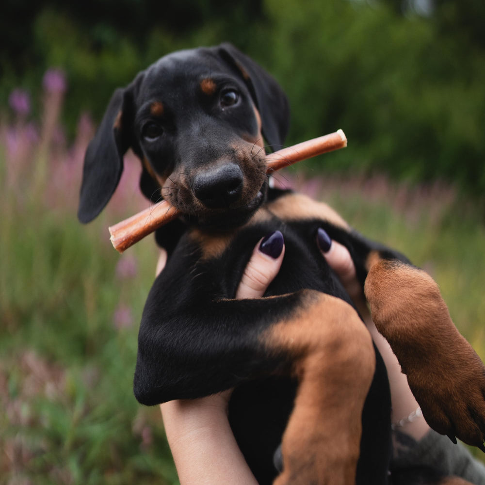 Best Bully Sticks: outil d’enrichissement pour divertir et récompenser votre chien.
