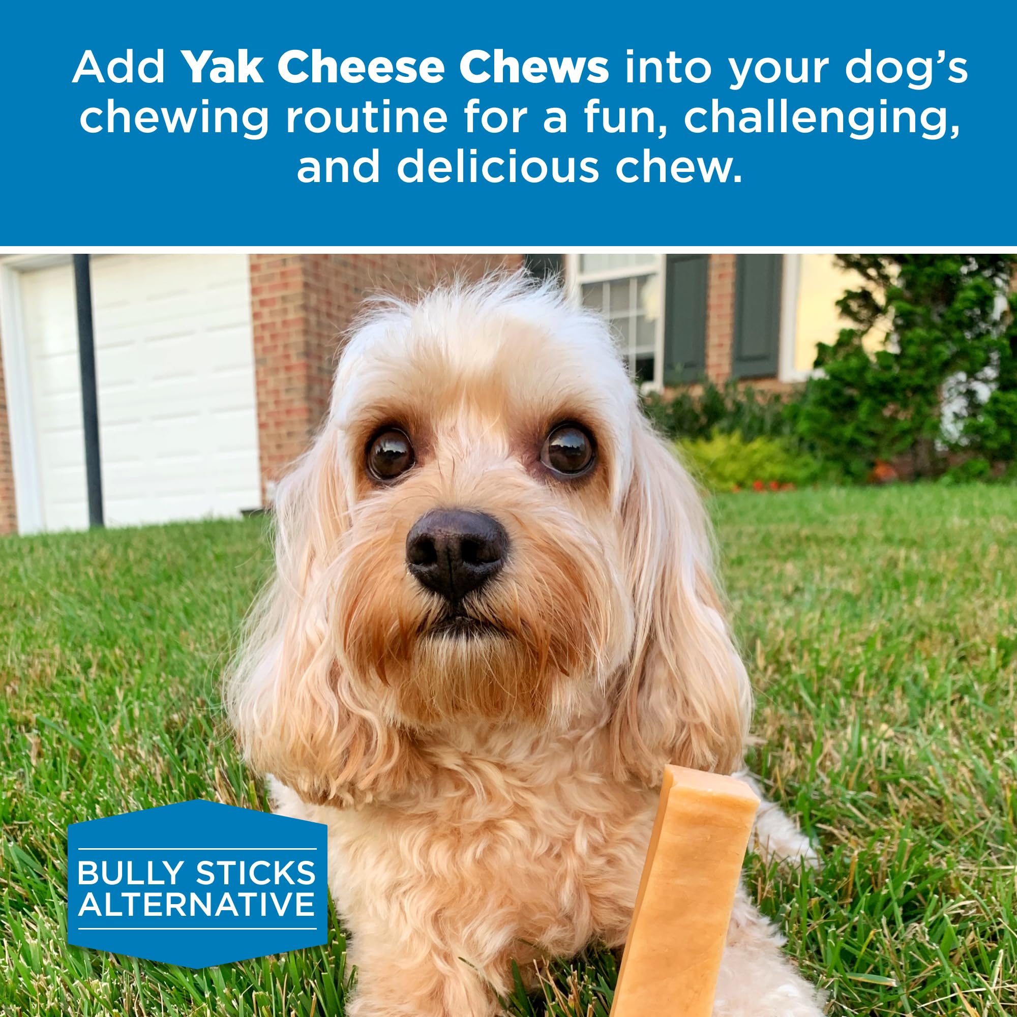 Best Bully Sticks fromage Yak Himalayen - aide potentielle à l’hygiène bucco-dentaire par la mastication