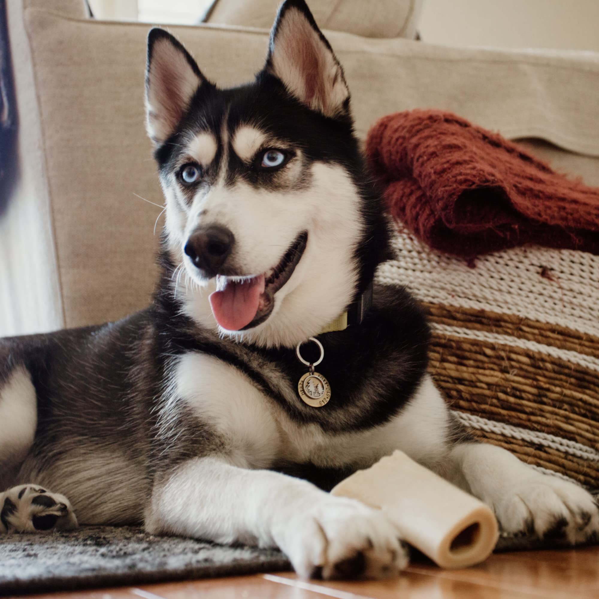 Best Bully Sticks: chien en train de mâcher dans le calme et concentration.