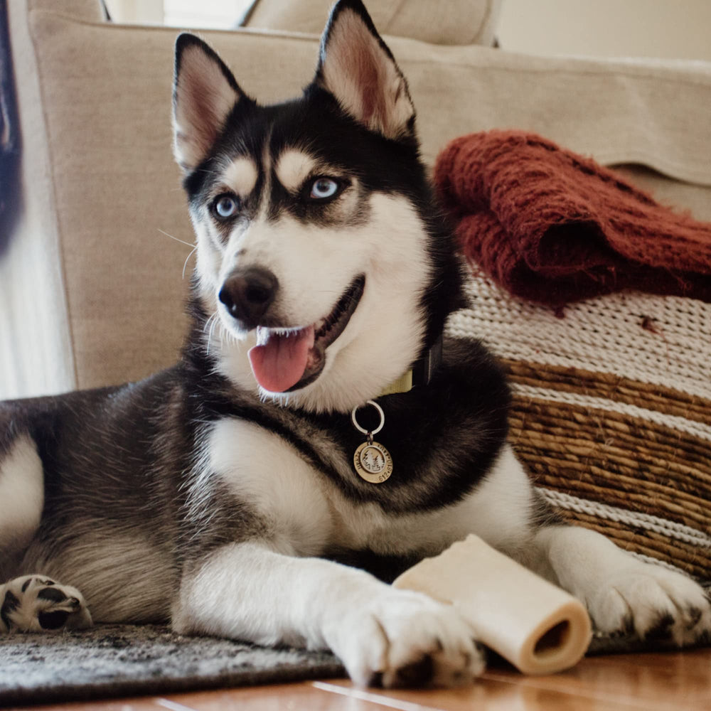 Best Bully Sticks: chien en train de mâcher dans le calme et concentration.