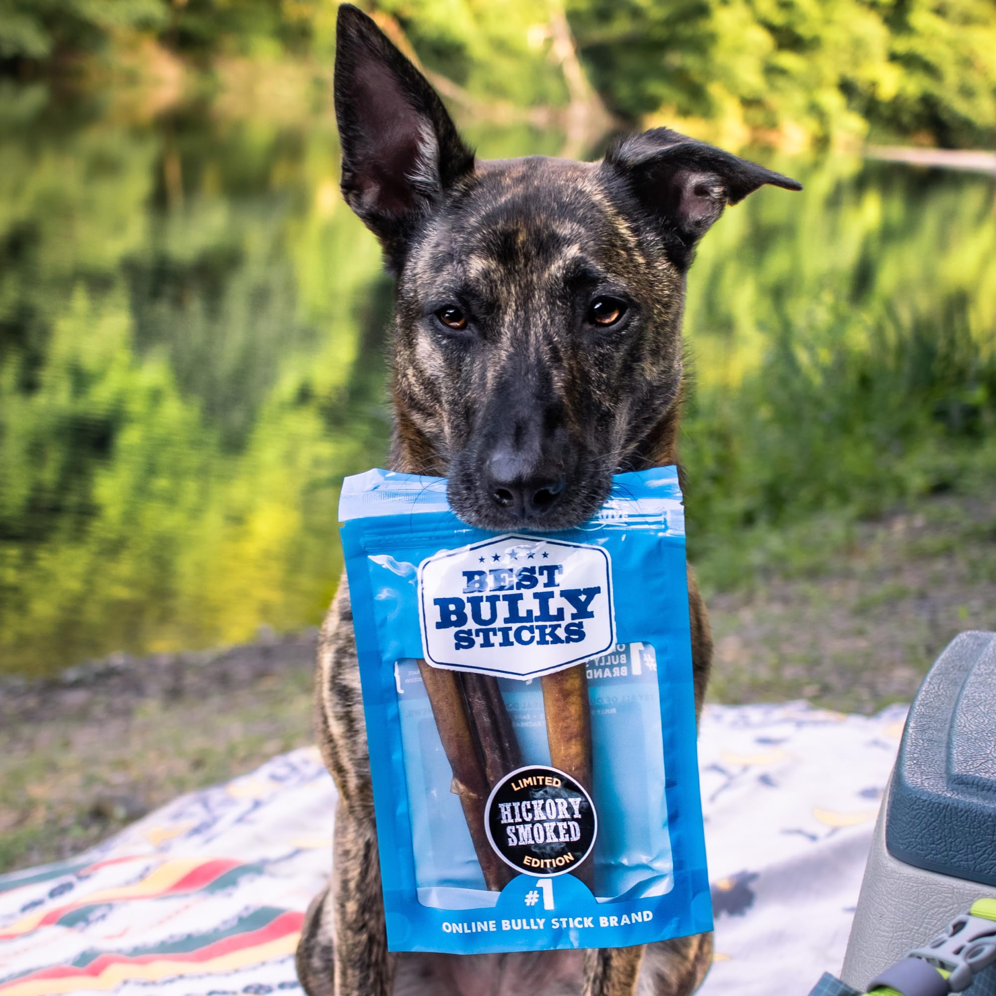 Best Bully Sticks, moment de jeu et récompense quotidienne pour chiens.