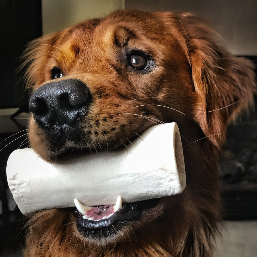 Best Bully Sticks – os-jambe-creux 5-6 pouces, stimulation mentale et instincts naturels.