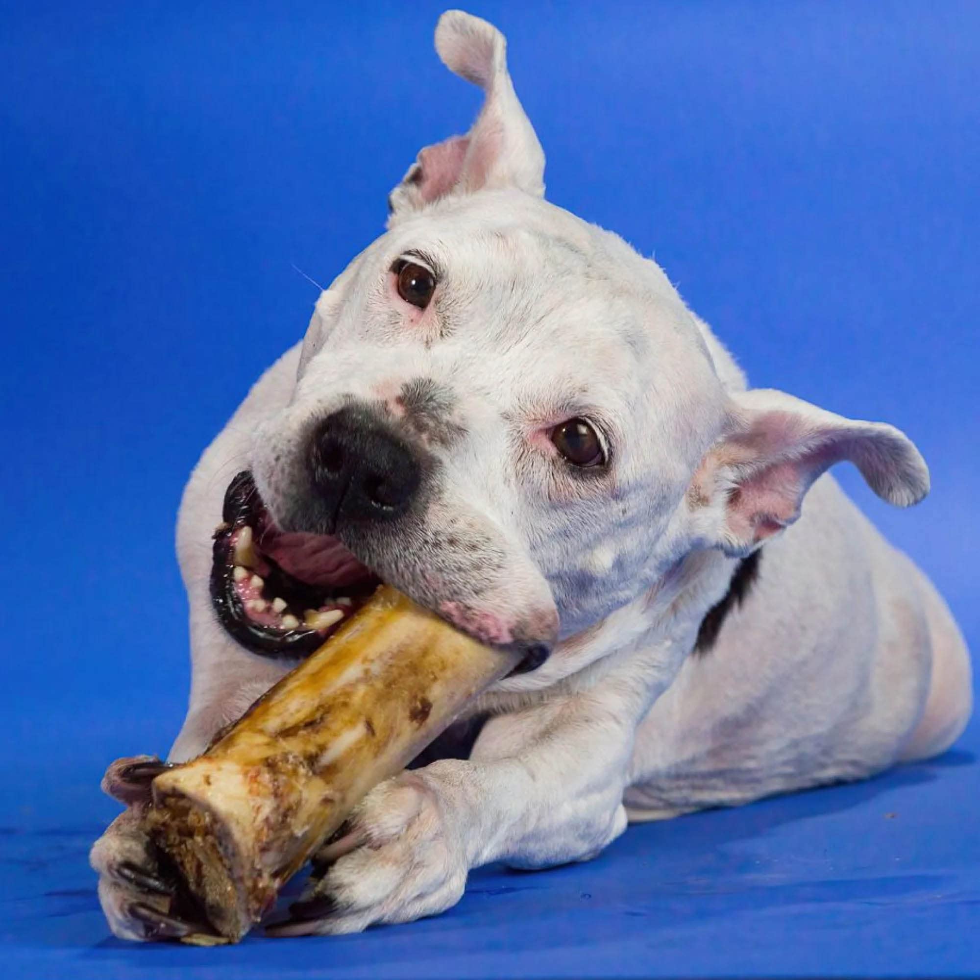 Best Bully Sticks Os Marrow idéal pour chiots en dentition et croquer.