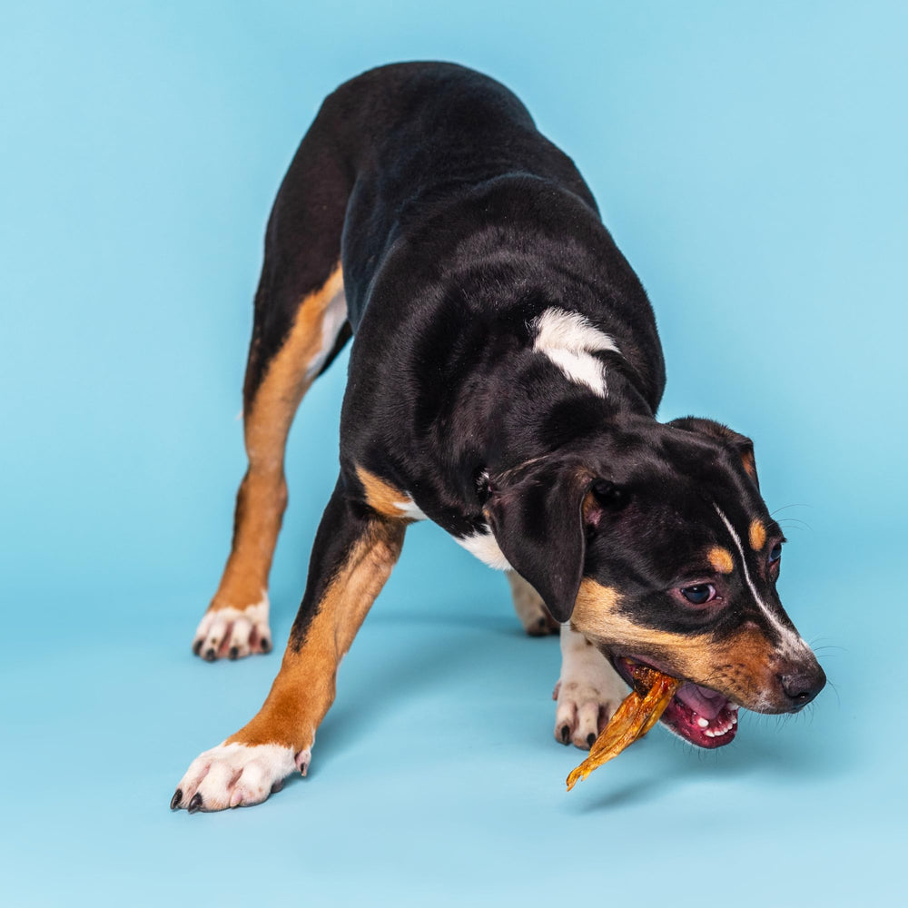 Best Bully Sticks Pieds-de-canard: sans additifs pour une digestion facile