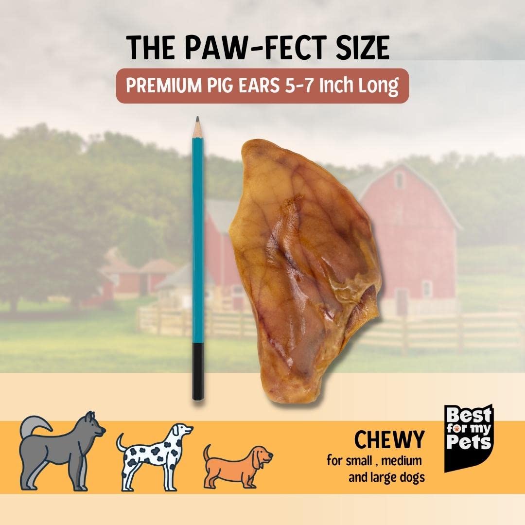 Best For My Pets - Oreilles de porc longues pour chien, idéale pour occuper.