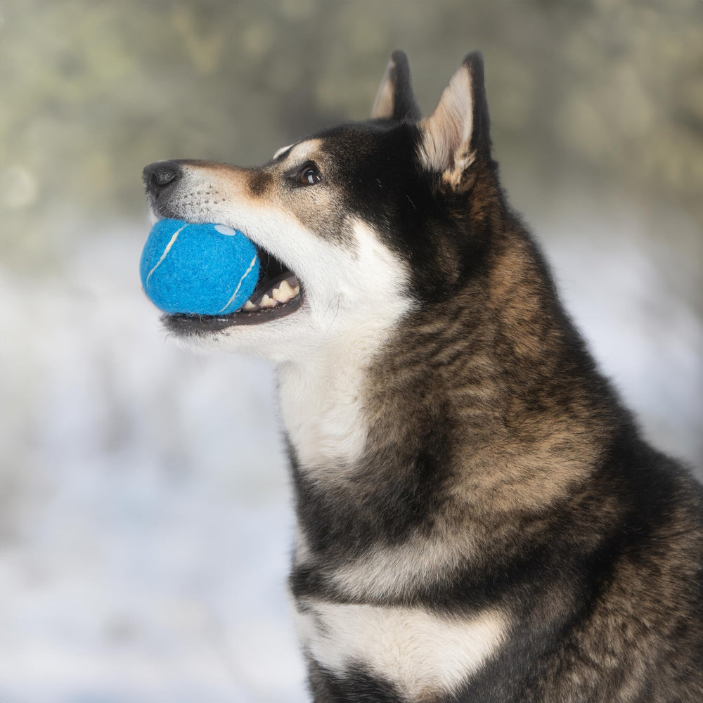 Best Pet Supplies balle participative, utile pour les jeux en famille
