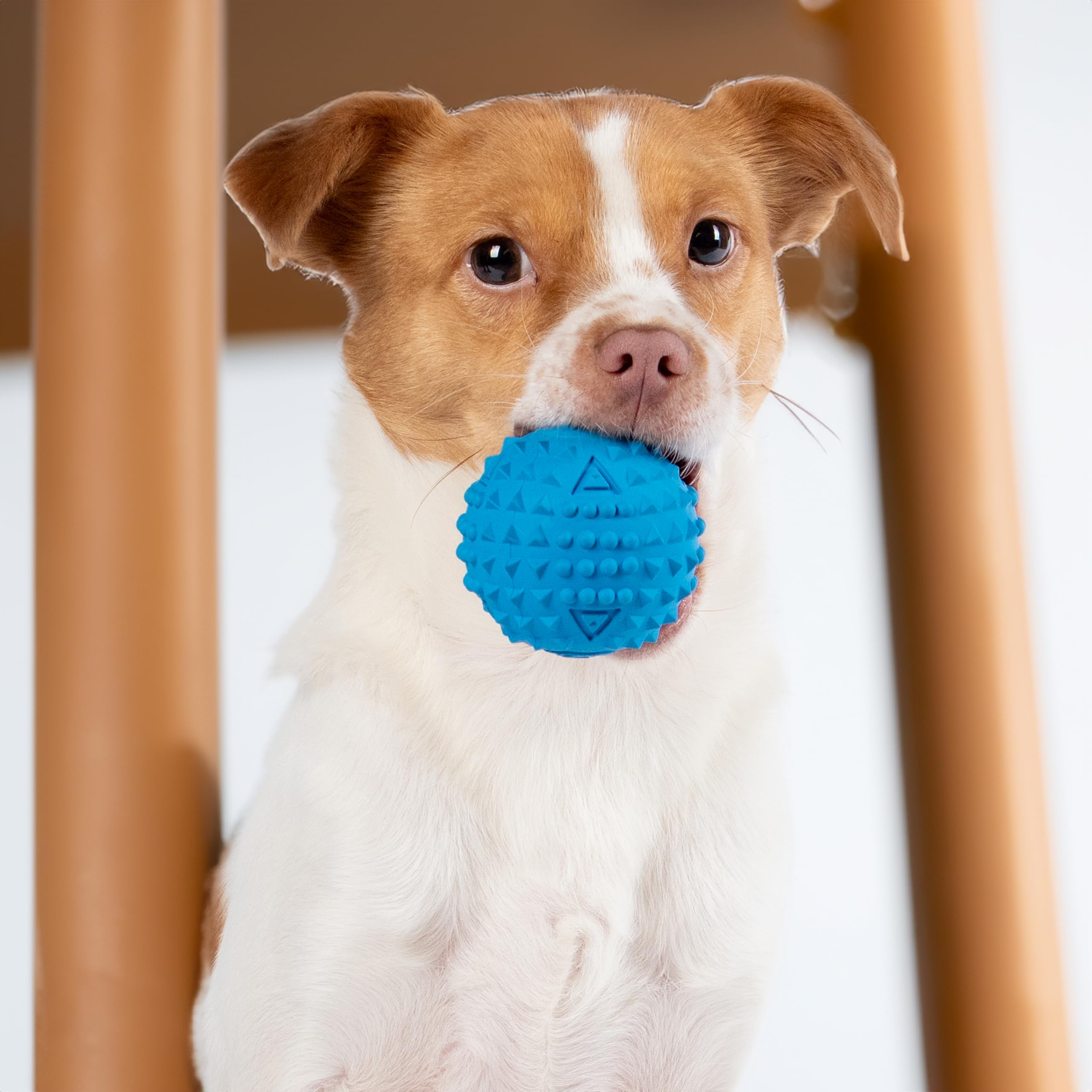 Best Pet Supplies balle piquante bleu-orange, sécurité et plaisir lors des sessions de jeu.