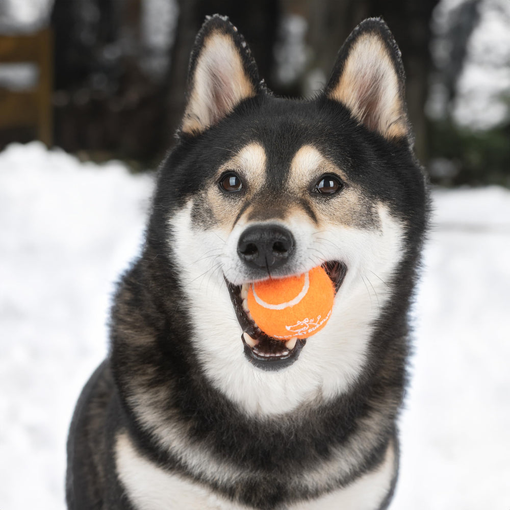 Best Pet Supplies balle-tennis-assorties: couleurs vives pour stimulation visuelle et jeu.