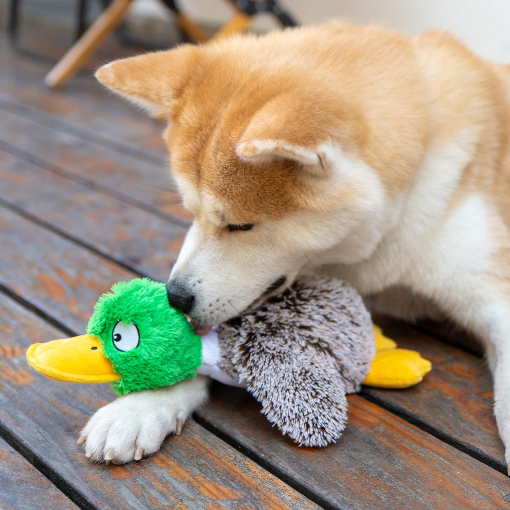 Best Pet Supplies Canard Colvert Gris Grand, jouet interactif renforçant la confiance et le lien.