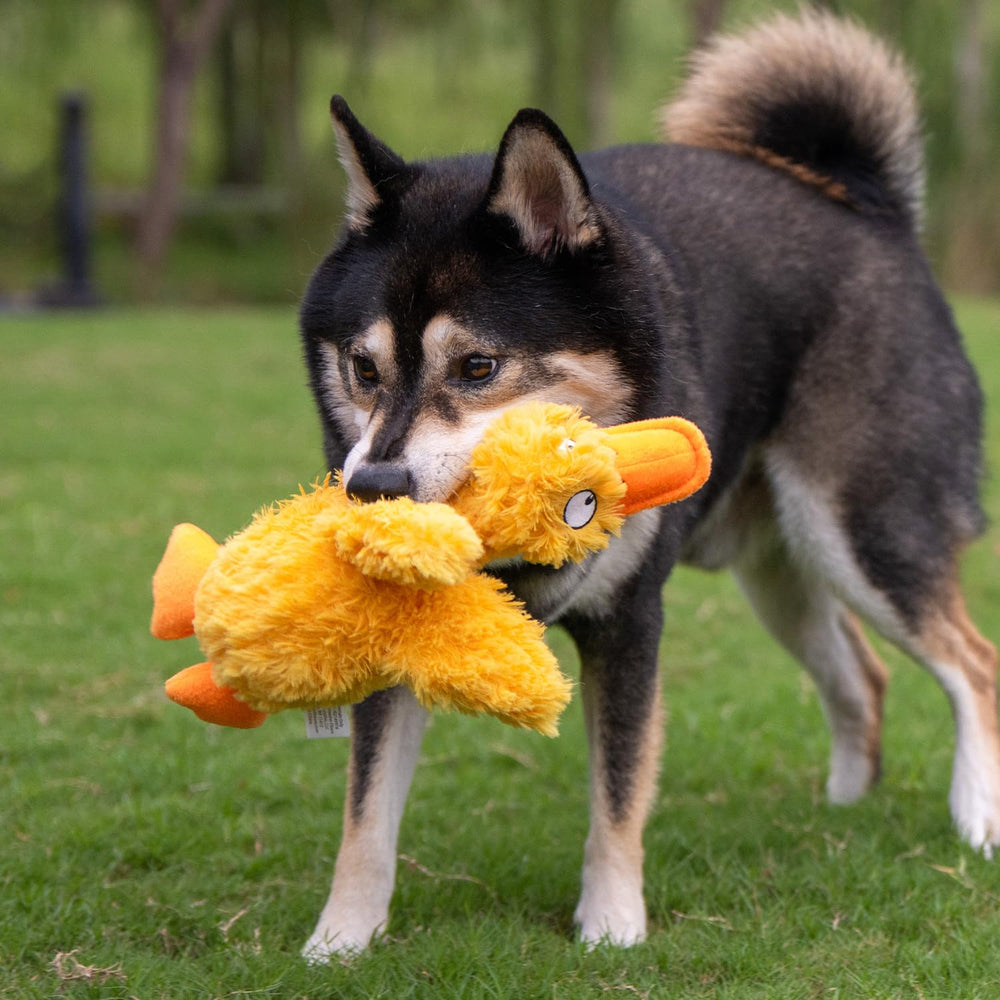 Best Pet Supplies Ducky Doodle jaune moments ensemble : renforce les liens entre vous et votre chien.