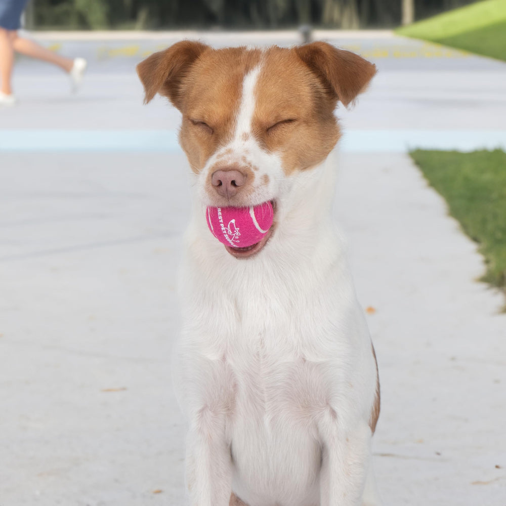 Ensemble de balles multicolores Best Pet Supplies pour chiens de toutes tailles.