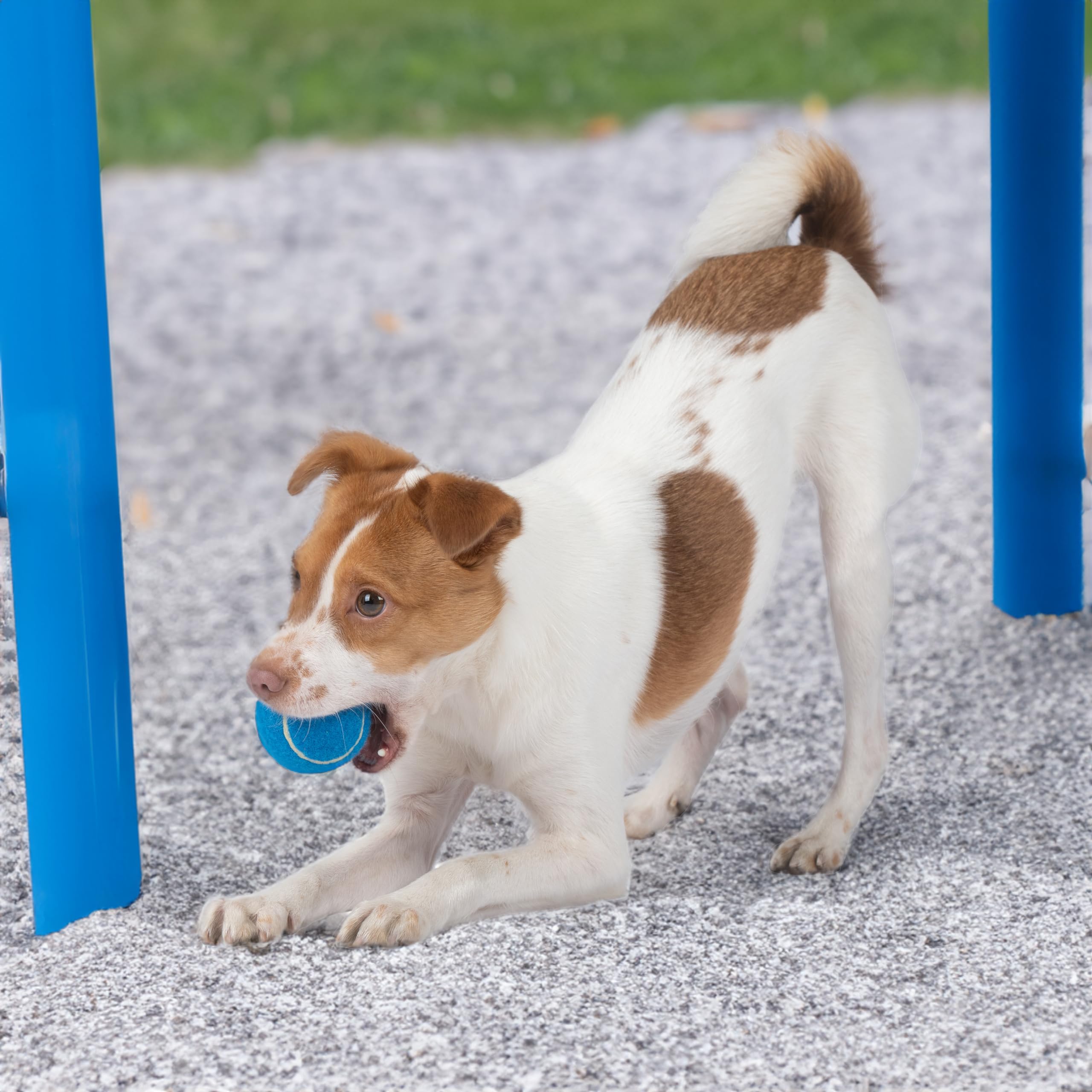 Best Pet Supplies ensemble-jouets-chien-siffleur: renforce la complicité et les moments partagés.