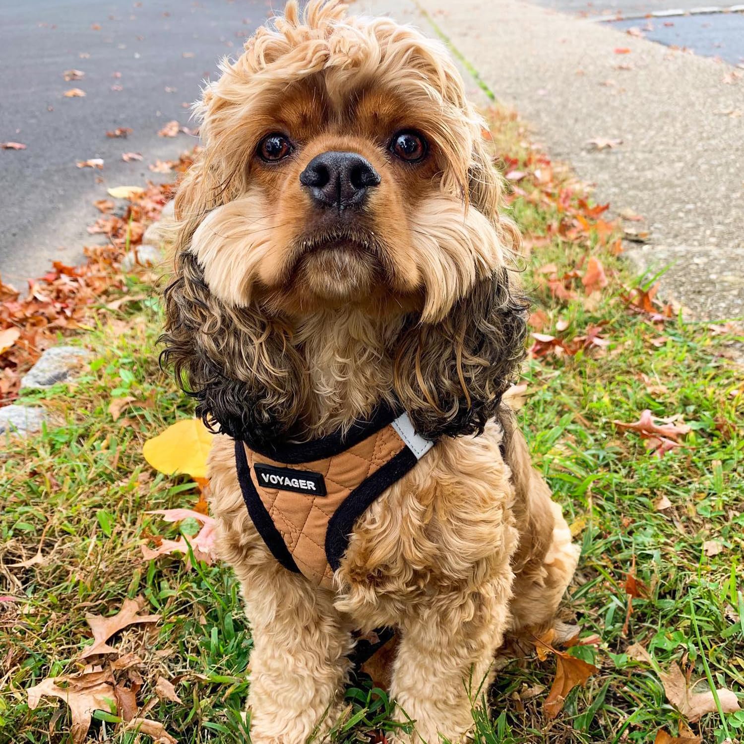 Best Pet Supplies harnais bandes réfléchissantes – meilleure visibilité lors des sorties.