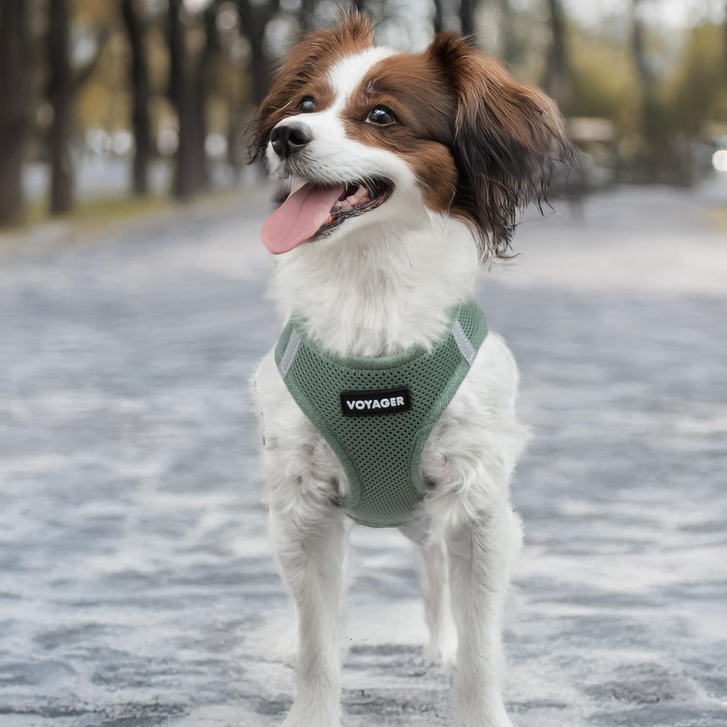 Best Pet Supplies harnais-bandes-reflectives: meilleure visibilité au crépuscule et à l'aube