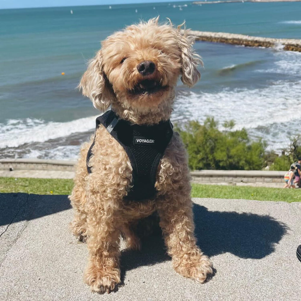 Best Pet Supplies harnais confort tout au long de l annee pour toutes saisons