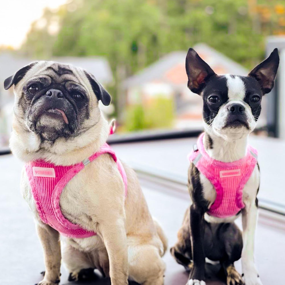 Best Pet Supplies harnais couleur corduroy fuchsia pour identification.