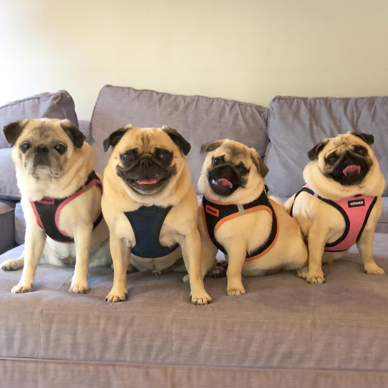 Best Pet Supplies Voyager Step-in Air Harness – guide des tailles inclus pour un ajustement précis.