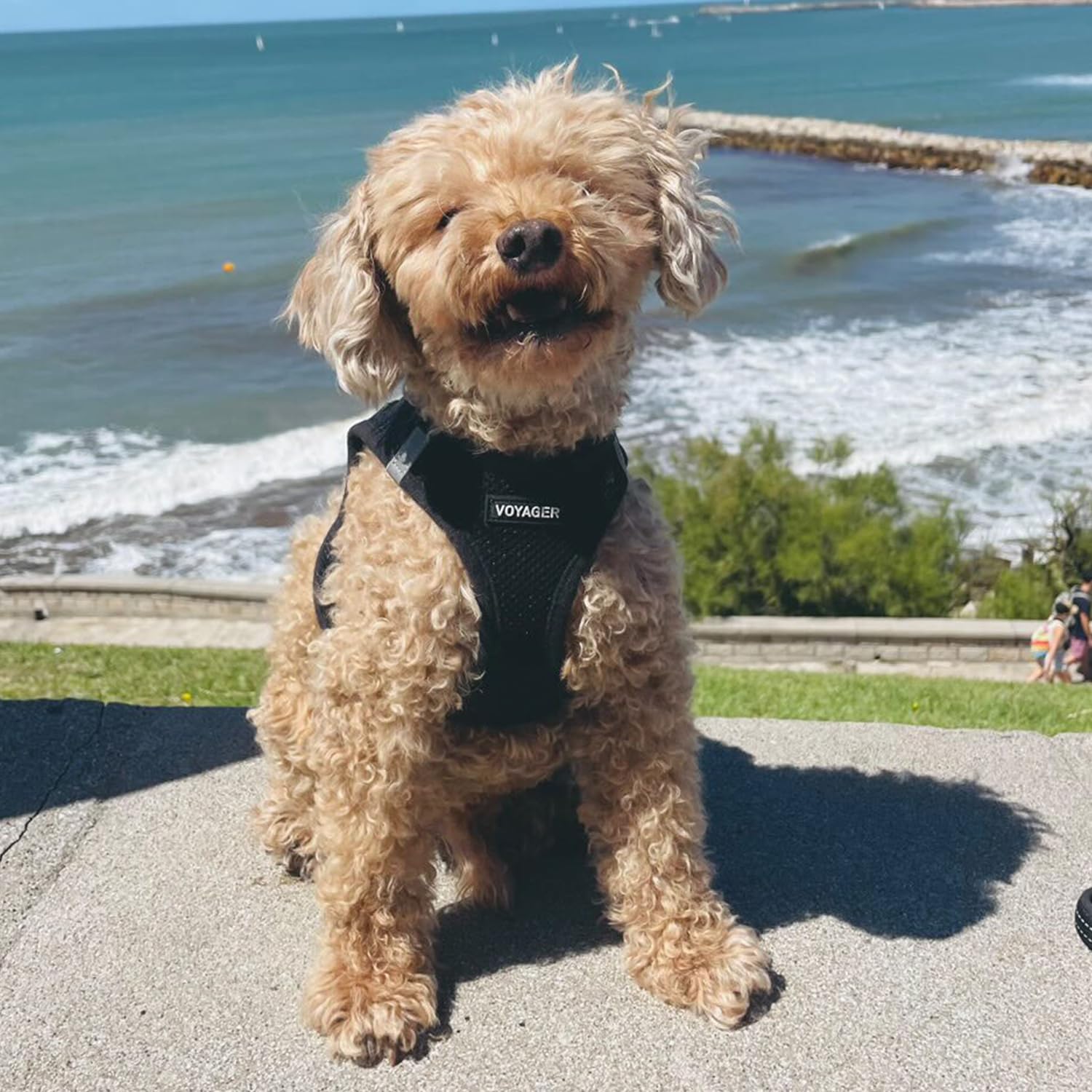 Guide des tailles Best Pet Supplies pour un ajustement précis.