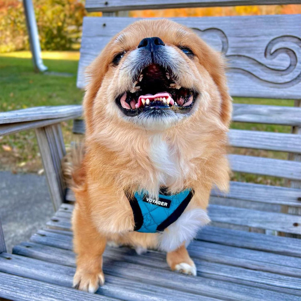 Guide des tailles Best Pet Supplies pour trouver facilement la bonne dimension.