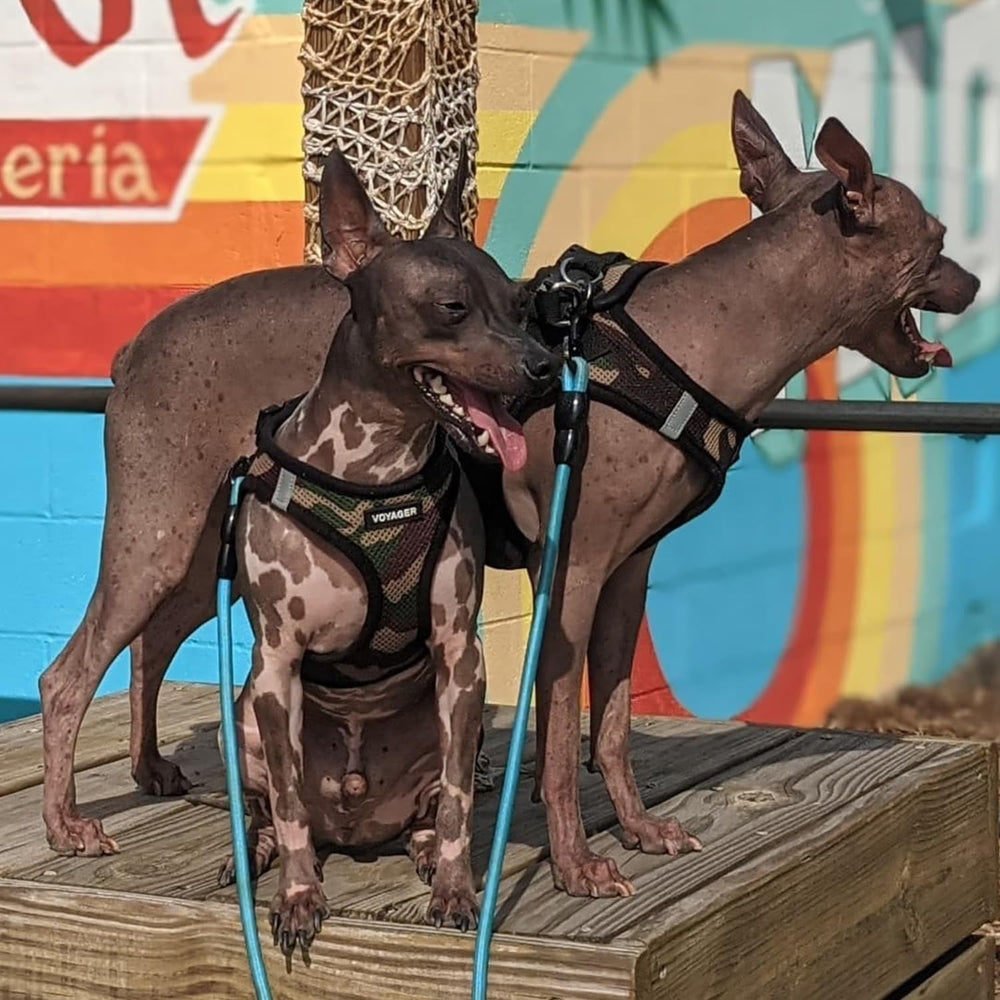 Harnais Best Pet Supplies: entretien facile et séchage rapide après la promenade