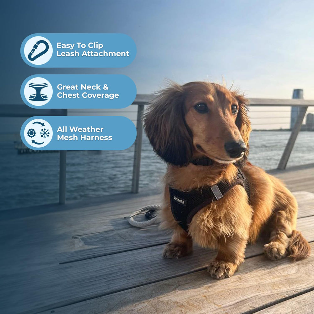 Harnais Best Pet Supplies avec attache sécurisée triple sécurité pour promenades.