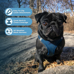 Bandes réfléchissantes Voyager Best Pet Supplies bleu pour une meilleure visibilité au crépuscule.
