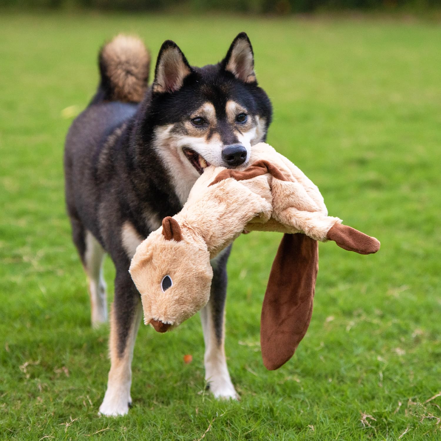 Best Pet Supplies jouet sifflet castor, morsure sûre et divertissement