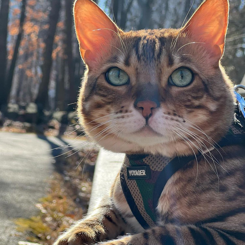 Idéal pour petits et moyens chiens et chats lors des promenades avec Best Pet Supplies.