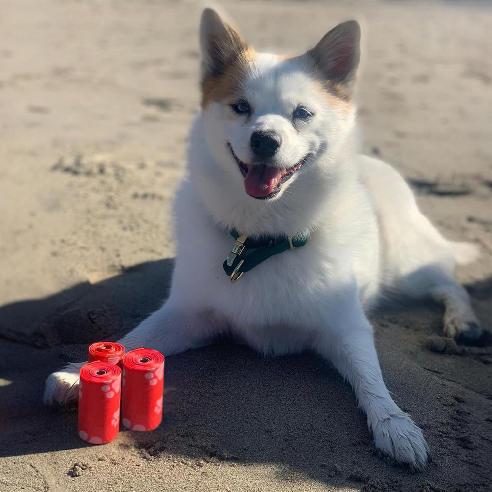 Best Pet Supplies – sacs à crottes utiles en voyage et au parc