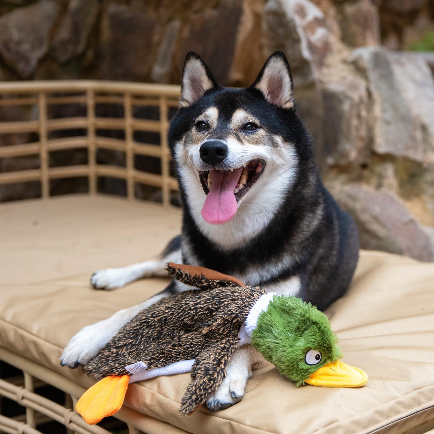 Best Pet Supplies Léopard des neiges Sifflet: jouet attractif pour chiens actifs