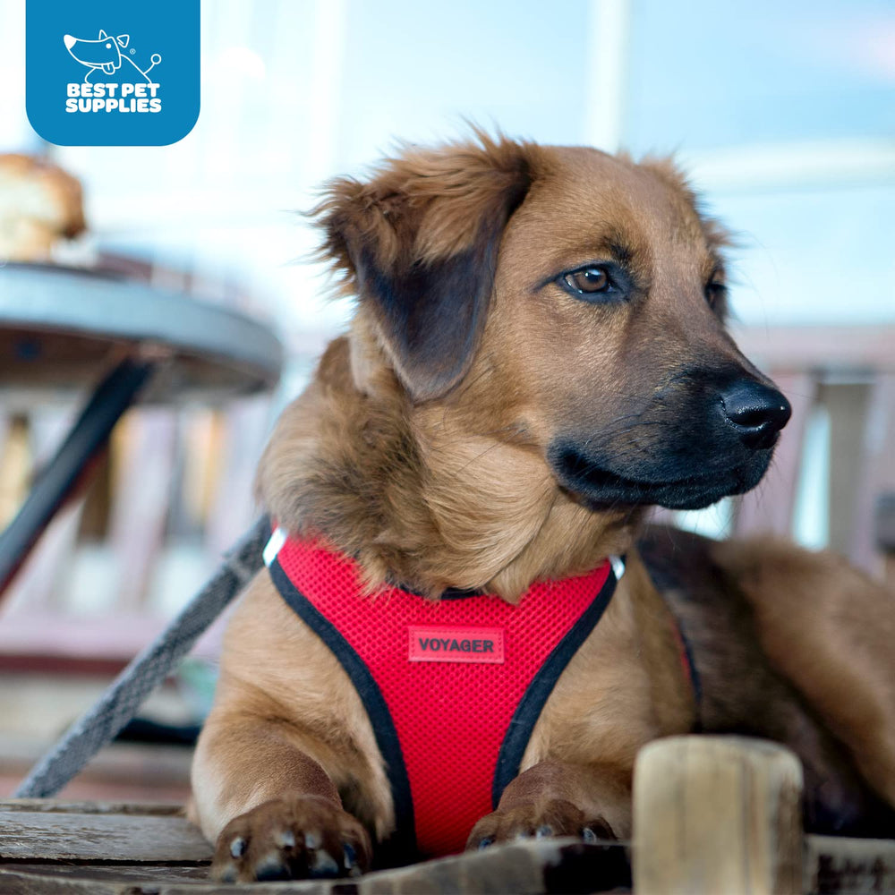 Harnais Voyager Best Pet Supplies usage quotidien et confortable