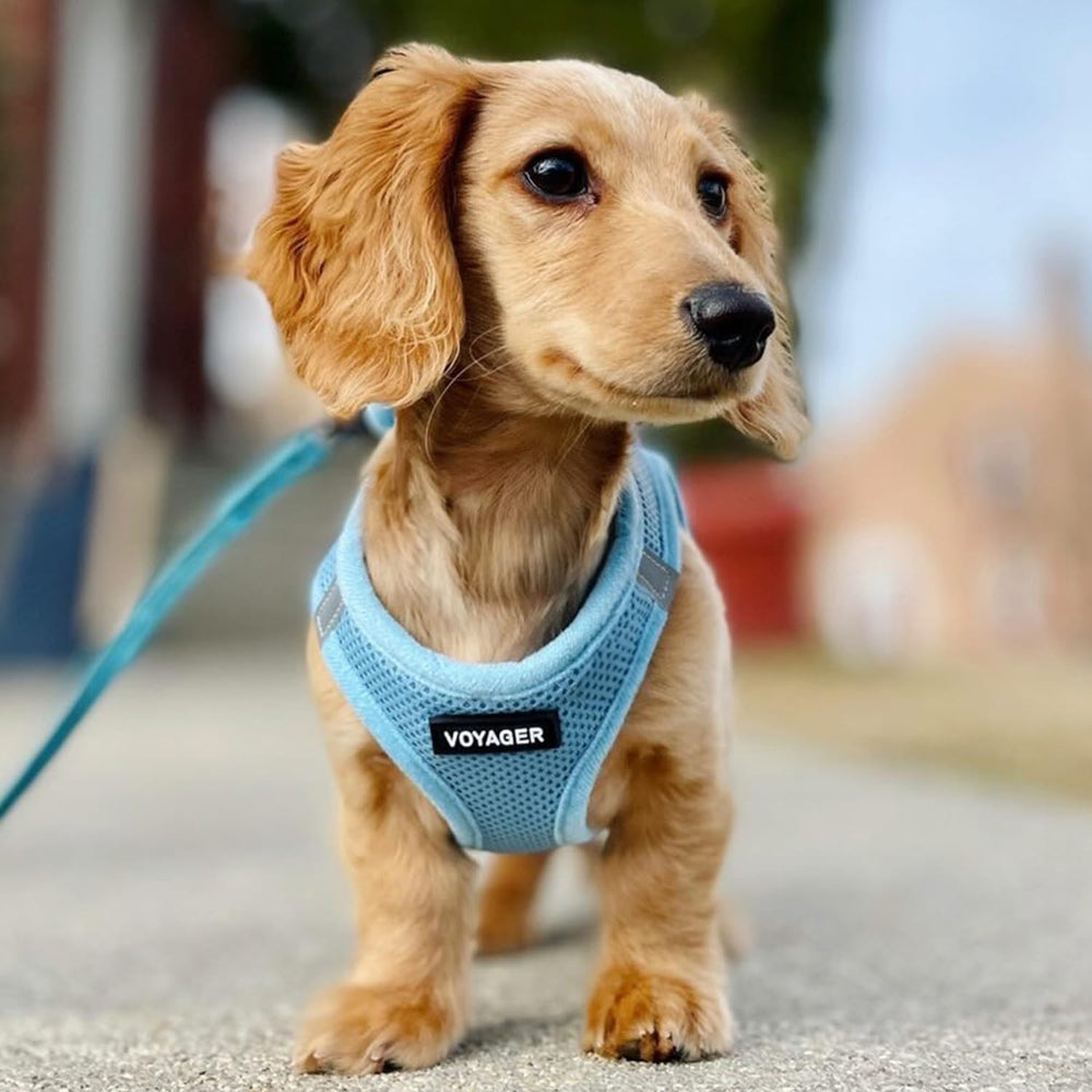 Best Pet Supplies Voyager harnais bleu bébé, anneaux en D doubles pour stabilité